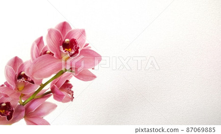 精美開放的蘭花 精美開放的蘭花 87069885