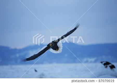 Eagle Eagle 87070019