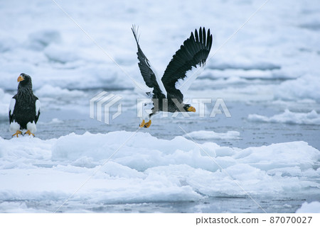 Eagle Eagle 87070027