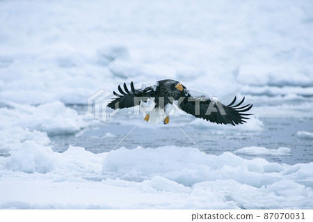 Eagle Eagle 87070031