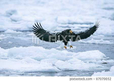 Eagle Eagle 87070032