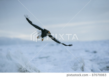 Eagle Eagle 87070063