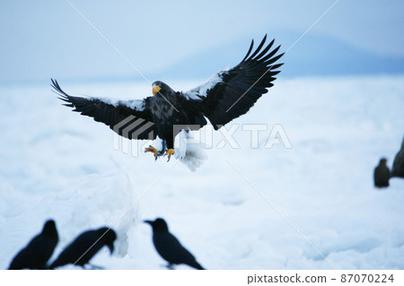 Drift ice and eagle 87070224