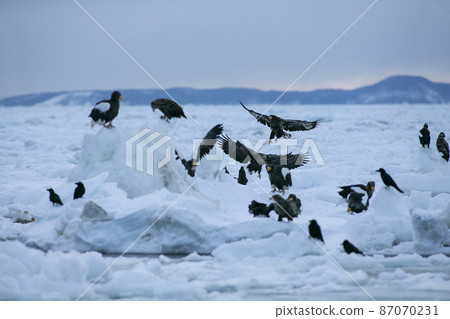 Drift ice and eagle Drift ice and eagle 87070231