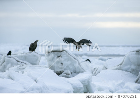 Drift ice and eagle Drift ice and eagle 87070251