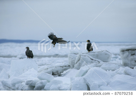 Drift ice and eagle Drift ice and eagle 87070258