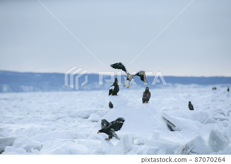 Drift ice and eagle Drift ice and eagle 87070264