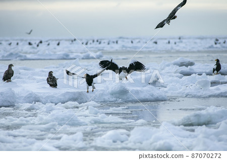 漂流冰和鷹 漂流冰和鷹 87070272