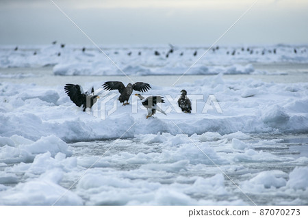 漂流冰和鷹 87070273