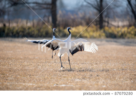 Red-crowned crane dance courtship dance 87070280