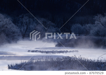 從音羽橋看到黎明前的丹頂鶴 87070529