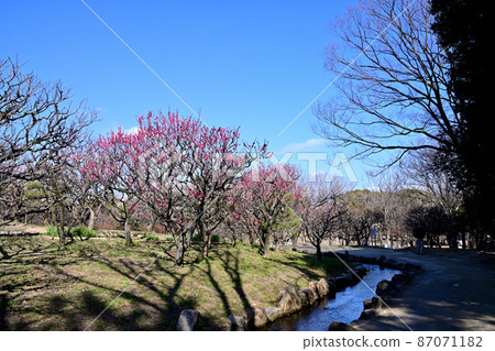 Expo'70 Commemorative Park Red plum and blue sky 87071182
