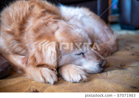 Closeup of sleeping aged golden retriever dog with red and white fur 87071983