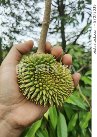 Close up of young durian fruit Close up of young durian fruit 87072039