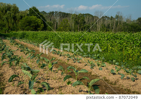 Leafy green vegetables and pea shoots in rows of an organic vegetable garden 87072049