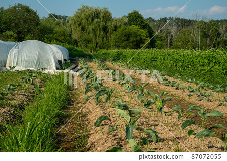 Organic vegetable garden with white row covers colard greens and pea shoots 87072055