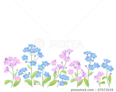 藍色和粉色的勿忘我 藍色和粉色的勿忘我 87072639