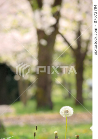 狹山公園的春天蒲公英 狹山公園的春天蒲公英 87072794