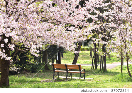 春天狹山公園櫻花和長椅 春天狹山公園櫻花和長椅 87072824
