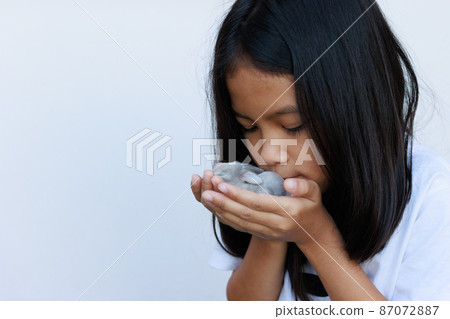 Newborn baby holland lop bunny in child hands. Asian girl holding tiny bunny in hand with tenderness and love. People take care a pet. New life of animal concept. Newborn baby holland lop bunny in child hands. Asian girl holding tiny bunny in hand with tenderness and love. People take care a pet. New life of animal concept. 87072887