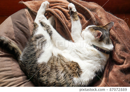 Cat sleeping on cushion Cat sleeping on cushion 87072889