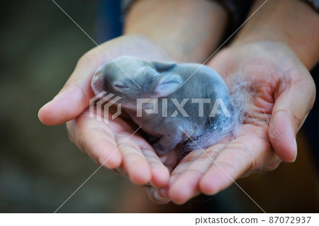 Newborn baby holland lop bunny in woman hands. Woman holding tiny bunny in hand with tenderness and love. People take care a pet. New life of animal. Newborn baby holland lop bunny in woman hands. Woman holding tiny bunny in hand with tenderness and love. People take care a pet. New life of animal. 87072937