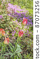 A carpet of blooming saxifrage in the front garden with tulips in the foreground. Landscape. 87073256