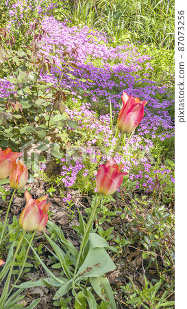 A carpet of blooming saxifrage in the front garden with tulips in the foreground. Landscape. A carpet of blooming saxifrage in the front garden with tulips in the foreground. Landscape. 87073256