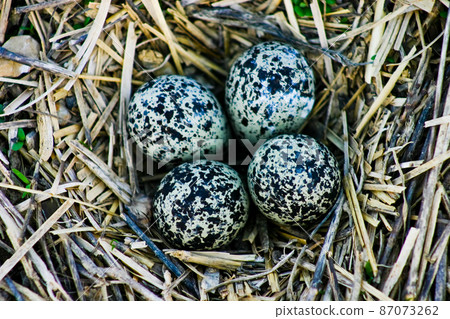 Four periwinkle and black spotted eggs in a nest of twigs Four periwinkle and black spotted eggs in a nest of twigs 87073262