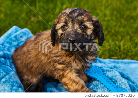 Black and brown spotted goldendoodle puppy in blue blanket by grass Black and brown spotted goldendoodle puppy in blue blanket by grass 87073320