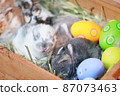Group of baby Holland lop rabbits in the nest with mommy fur and hay and decorate with Easter eggs. Happy Easter Happy holiday. 87073463