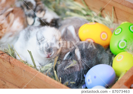 Group of baby Holland lop rabbits in the nest with mommy fur and hay and decorate with Easter eggs. Happy Easter Happy holiday. Group of baby Holland lop rabbits in the nest with mommy fur and hay and decorate with Easter eggs. Happy Easter Happy holiday. 87073463