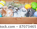 Group of baby Holland lop rabbits in the nest with mommy fur and hay and decorate with Easter eggs. Happy Easter Happy holiday. 87073465
