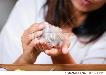 Asian woman holding tiny bunny in hand with tenderness and love. People take care a pet and decorate home for Easter. Happy Easter Happy holiday. Asian woman holding tiny bunny in hand with tenderness and love. People take care a pet and decorate home for Easter. Happy Easter Happy holiday. 87073494