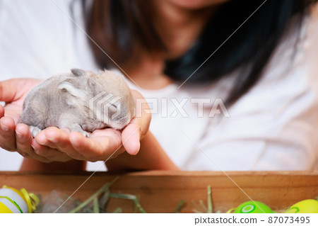 Asian woman holding tiny bunny in hand with tenderness and love. People take care a pet and decorate home for Easter. Happy Easter Happy holiday. Asian woman holding tiny bunny in hand with tenderness and love. People take care a pet and decorate home for Easter. Happy Easter Happy holiday. 87073495