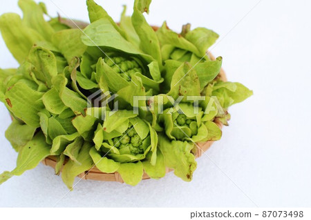 宣布春天的野草 87073498