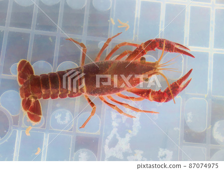 Closeup of a small, orange, fresh water crab  87074975