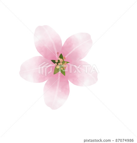 櫻花水彩風格插畫 87074986