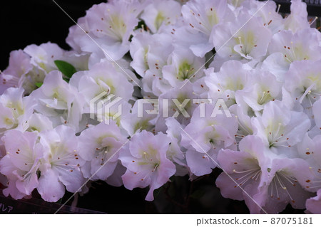 杜鵑花盛開等待春天 87075181
