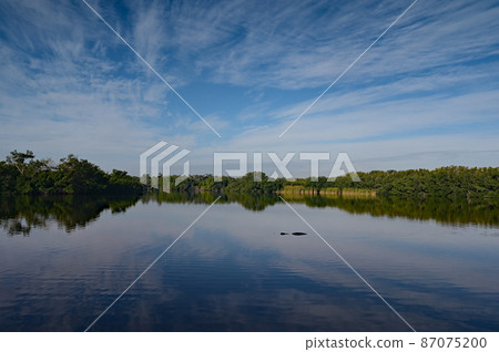 Alligator in Paurotis Pond in Everglades National Park, Florida. 87075200