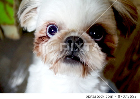 Shih Tzu dog face up 87075652