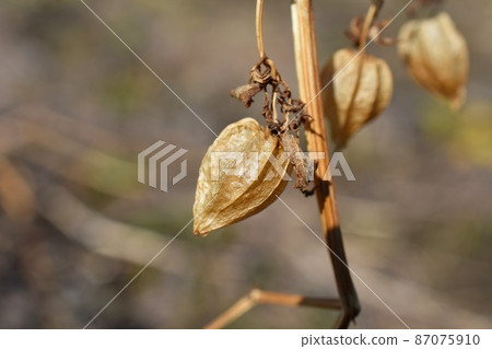 Hiroha Fulin Hozuki 87075910