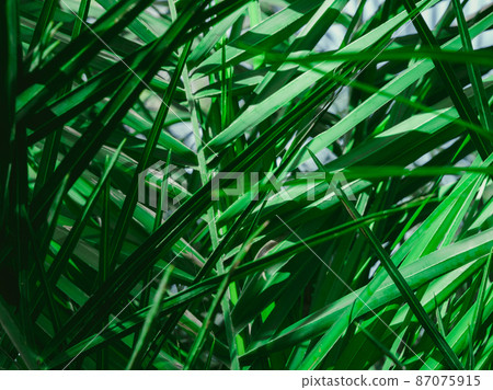 Fresh Tropical palm leaves in the morning sunlight. The leaves of the palm trees in the garden. Forest plant for nature wallpaper. Fresh Tropical palm leaves in the morning sunlight. The leaves of the palm trees in the garden. Forest plant for nature wallpaper. 87075915