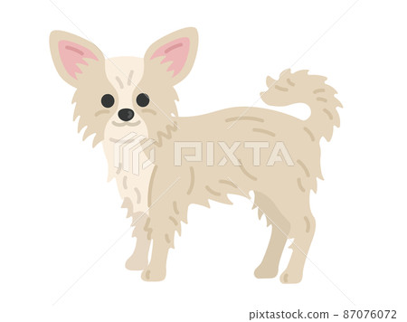 Chihuahua dog illustration Chihuahua dog illustration 87076072