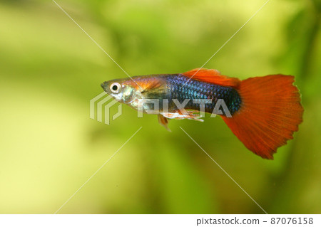 Guppy (Poecilia reticulata) Guppy (Poecilia reticulata) 87076158