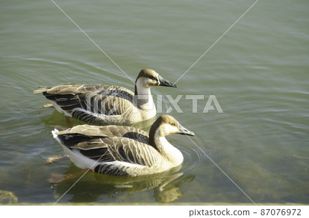 Two swimming swan geese 87076972