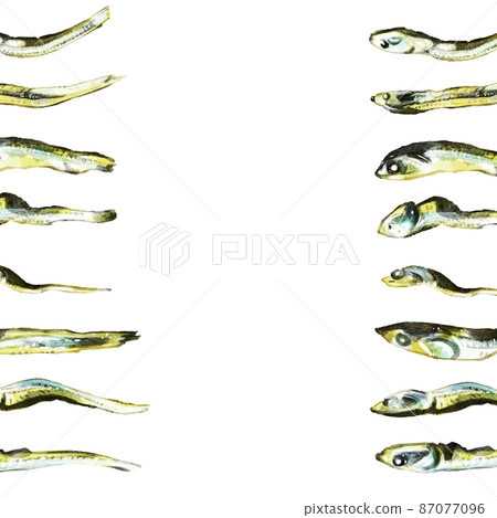 Hand-painted watercolor sardines illustration square frame, left and right 87077096
