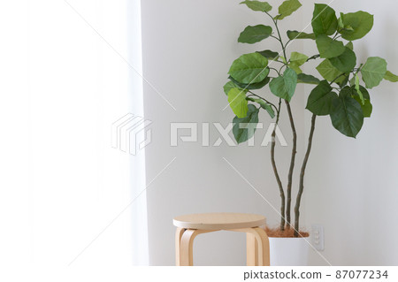 繖形花序,觀葉植物 繖形花序,觀葉植物 87077234