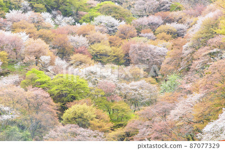 Cherry blossoms blooming on Mt. Yoshino 87077329