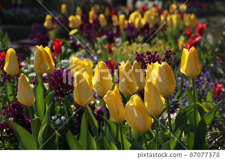 Spring flower tulip Spring flower tulip 87077378
